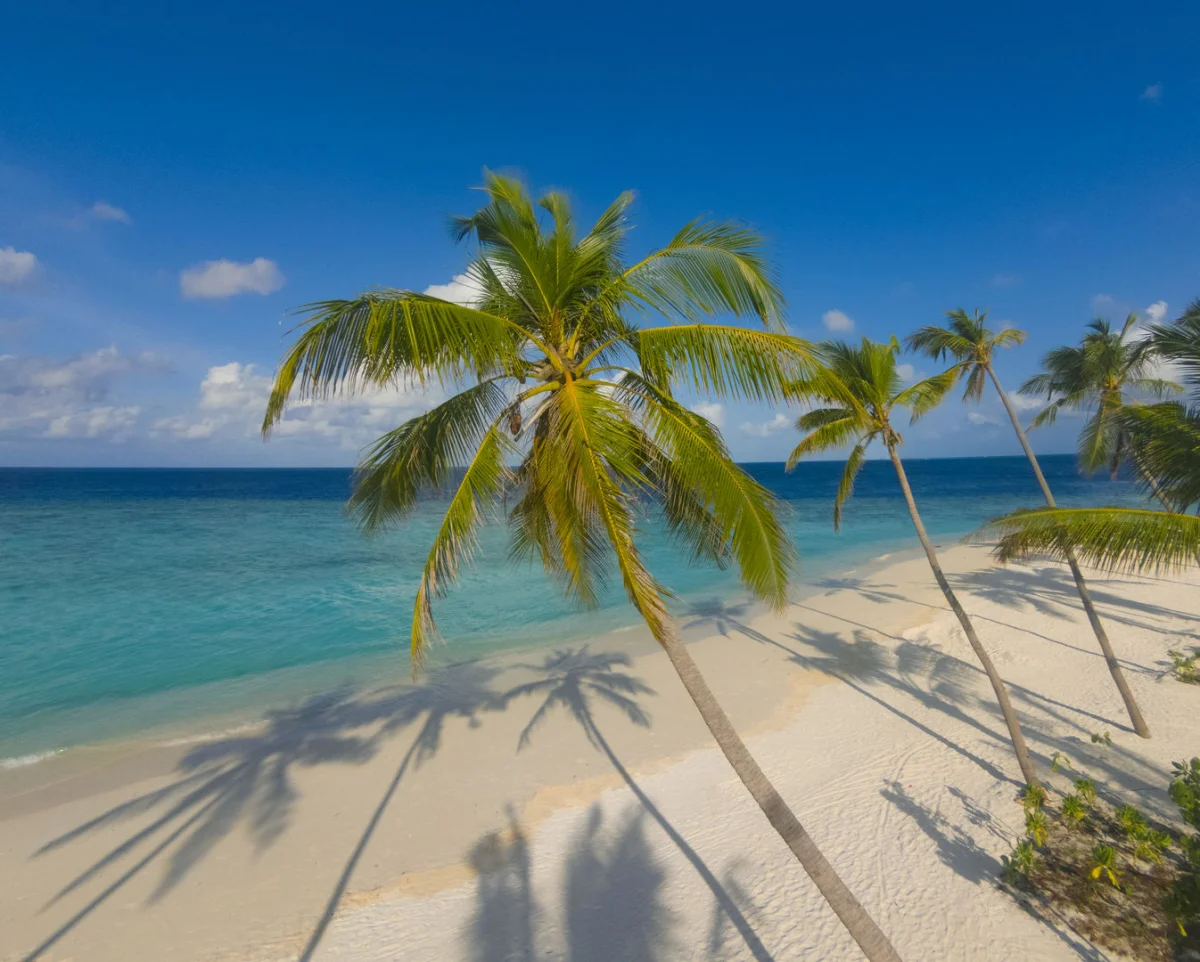 View More